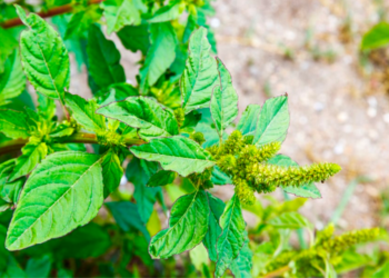 Health Benefits of Pigweed - mainmatters.com Health Benefits of Pigweed