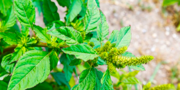 Health Benefits of Pigweed