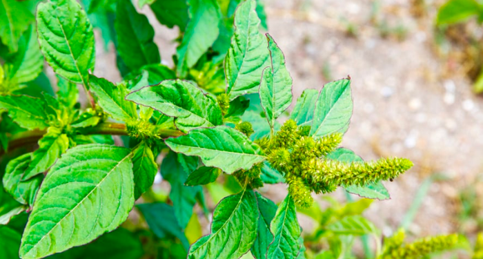 Health Benefits of Pigweed - mainmatters.com Health Benefits of Pigweed